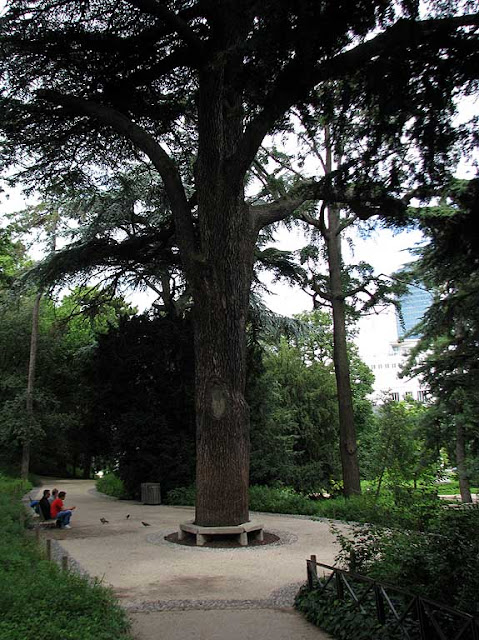 Cèdre du Liban, Cedar of Lebanon, by Jussieu in 1734, Jardin des Plantes, Paris