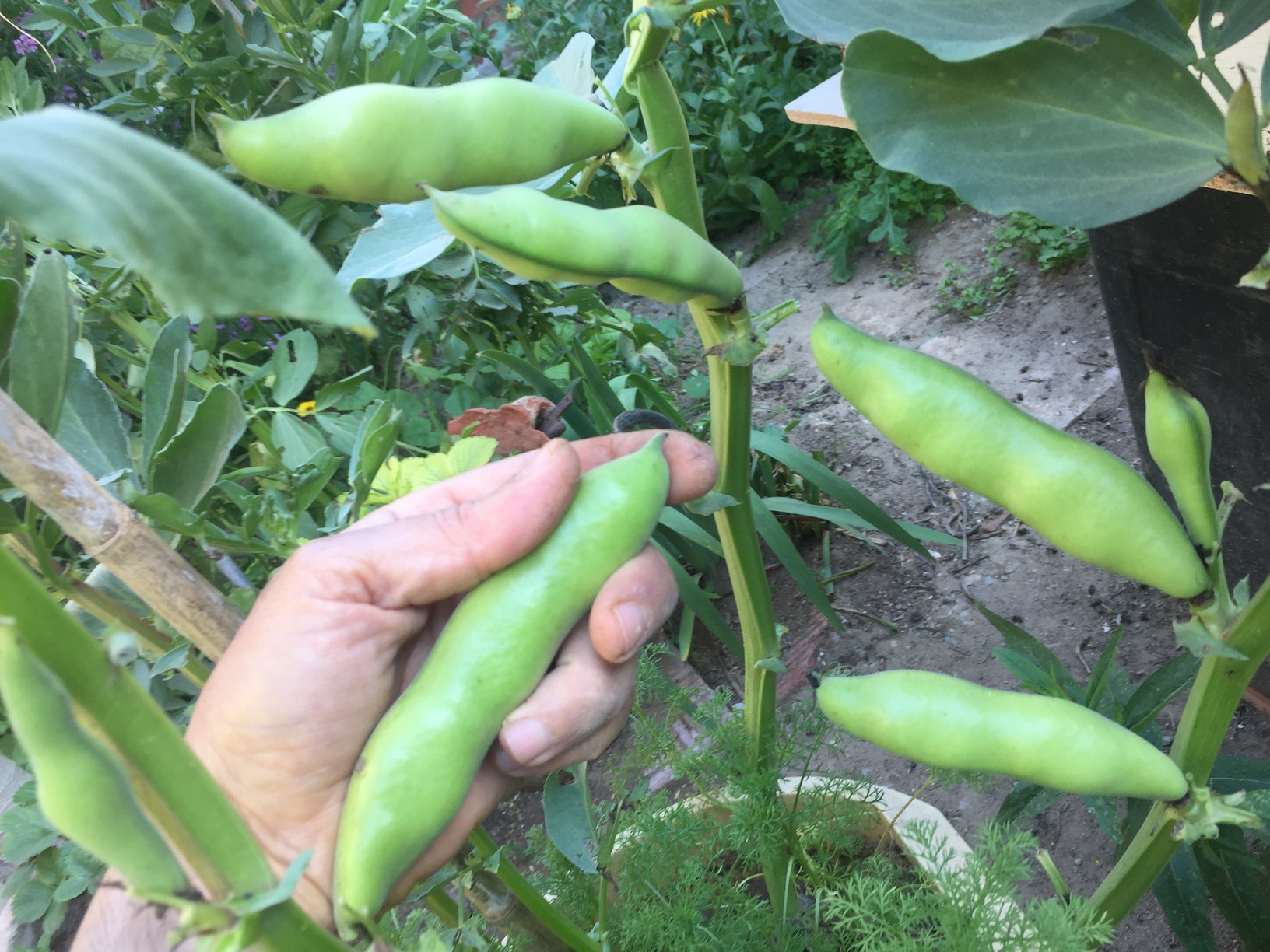 Broad Beans are a superb crop for smaller plots, producing high yields from a comparatively small area of your vegetable garden. They are best eaten freshly picked from the plant.