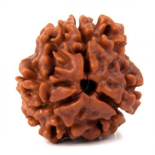 3-Mukhi Rudraksh