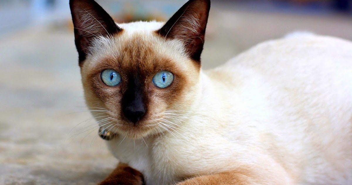 10 Jenis Baka Kucing Paling Popular Di Dunia..!!! | Welcome