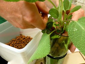 Cobra Innovations: Wine Bottle Hydroponic Planter Tutorial