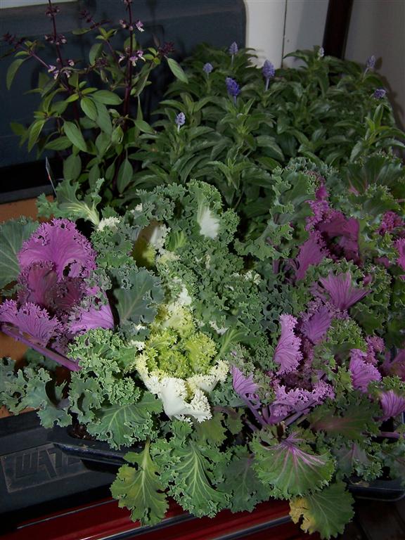 Perennial Passion Mid May and STILL too early to plant