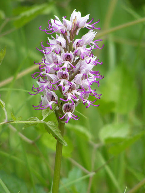 Monkey Orchid Orchis simia. Indre et Loire. France. Photograph by Susan Walter.