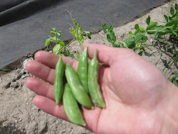 Sugar snap peas