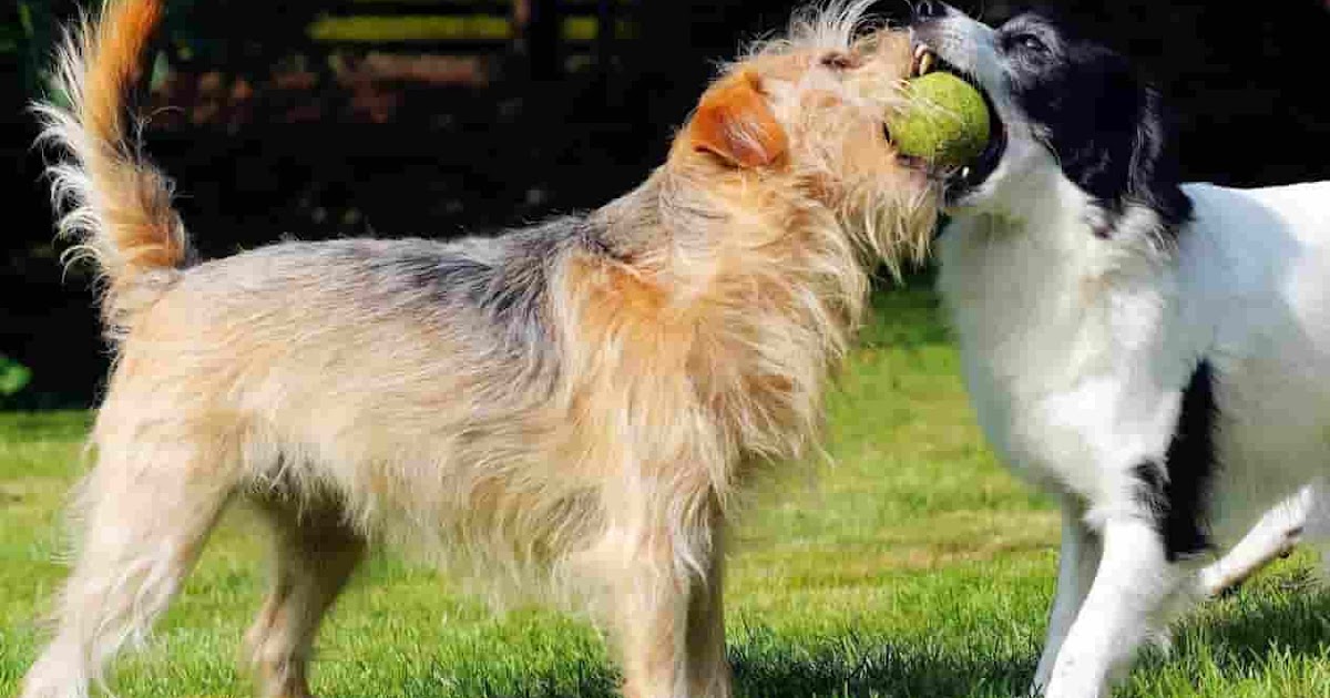 Древний молосс. Собаки в италии. Rome dog. Собаки в риме. Кане корсо в древнем риме.