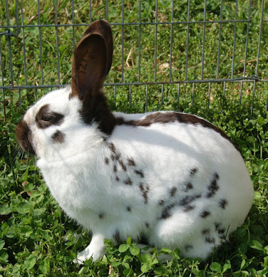 English Butterfly Rabbit