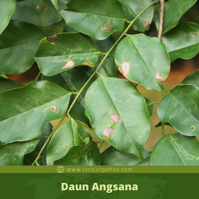 Daun Angsana