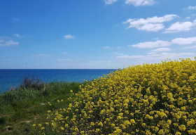 Hier bei uns im Norden: Die Rapsblüte in Schleswig-Holstein. Der blühende Raps und das Meer: Ein Traum in Gelb und Blau!