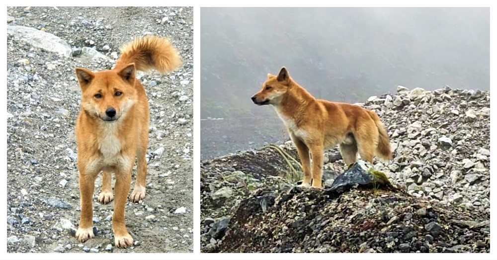Rare Singing Dog: Discovered after 50 years at New Guinea – বিজ্ঞানবিডি