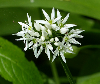 Wild garlic is one of the 15 most popular herbs used in South African herbal medicine.