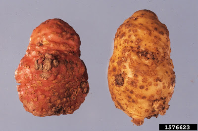 اصابة درنات البطاطس بنيماتودا تعقد الجذور
