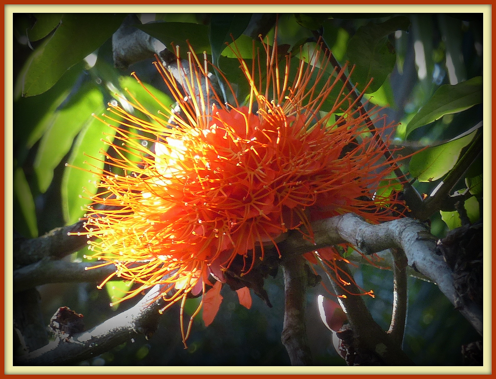 Birding For Pleasure Flowers at the Cairns Botanical Gardens