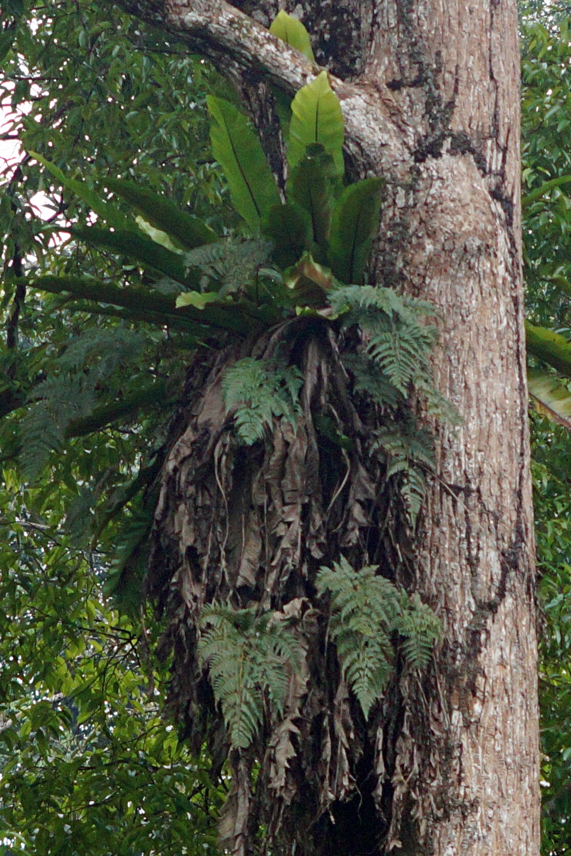 Bird's Nest Fern