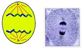 SCC3 - कोशिका विभाजन: असूत्री, समसूत्री व अर्द्धसूत्री विभाजन