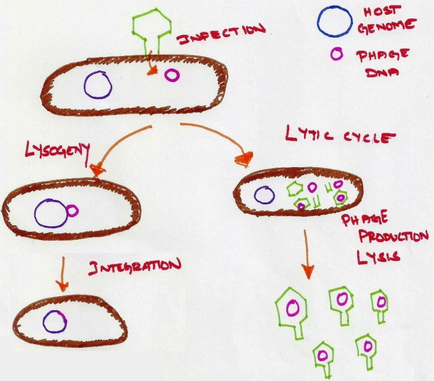 Know Life Sciences: Phage Vector