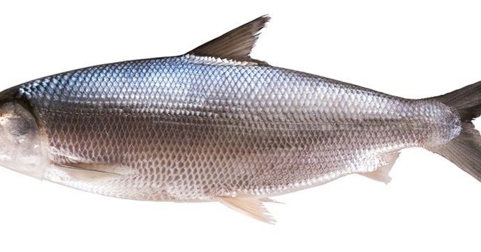 Referensi Morfologi Anatomi Ikan Bandeng (Chanos chanos)