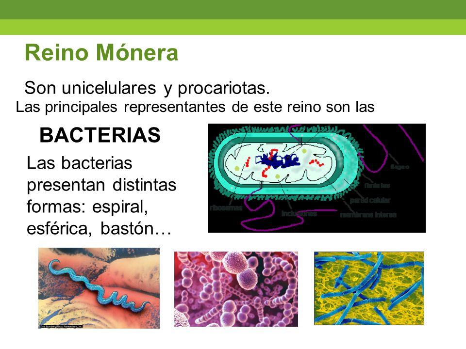 REINOS DE LOS SERES VIVOS MONERAS, PROTOCTISTAS MY ENGLISH AND SCIENCE