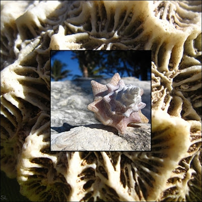 theobine's: Juni 2011