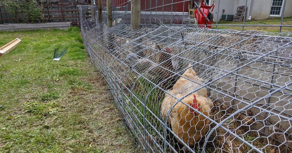 Life on the Funny Farm Farm Friday Chicken Tunnels