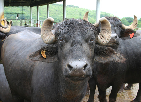 buffalo farming, commercial buffalo farming, buffalo farming business, buffalo farming information, buffalo farming facts, buffalo farming for profit, raising buffalo, buffalo rearing, how to start buffalo farming, buffalo farming basics