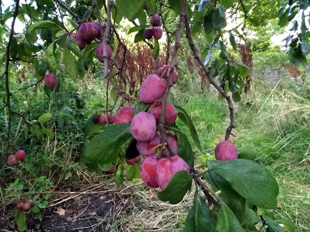 plum tree