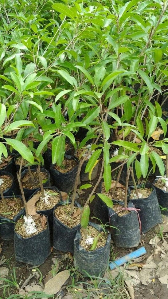 bibit pohon sawo manila cepat berbuahnya super unggul Manokwari Barat