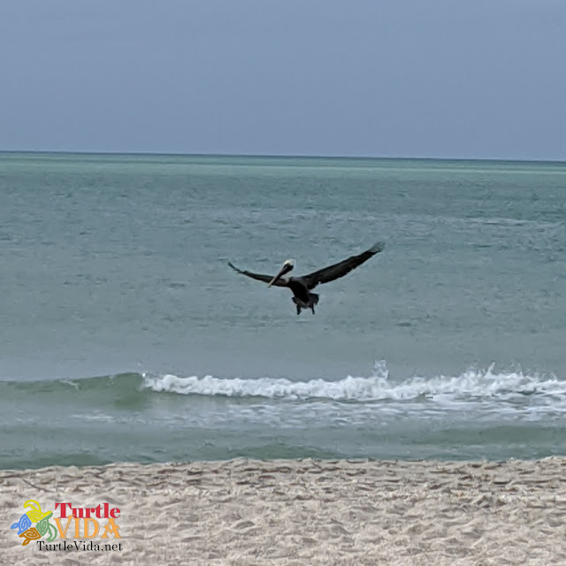 Pelicans at North Jetty Beach, Sarasota, FL