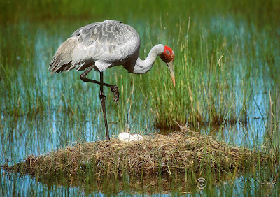 brolga%2Bnest.jpg