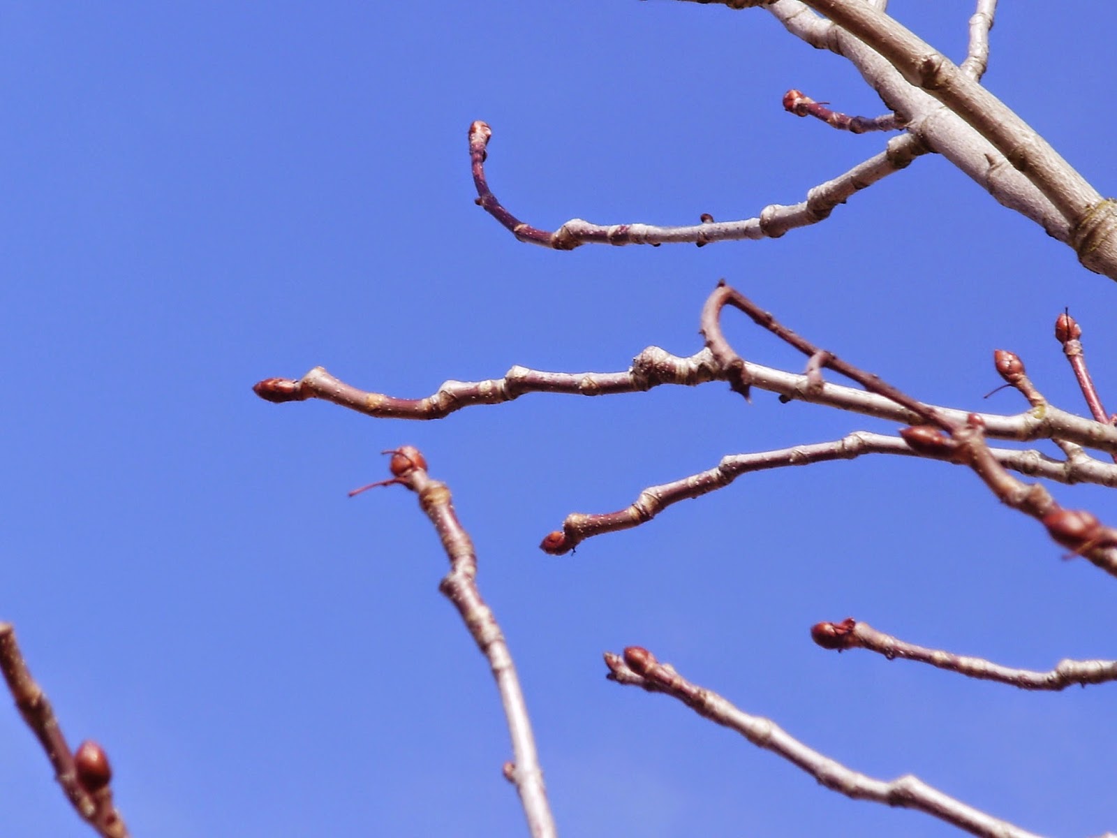 Clase de Teresa. CEIP Miguel Hernández. Laguna de Duero.: NUESTRO ÁRBOL