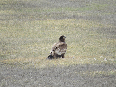 Tule Lake National Wildlife Refuge northern California birds