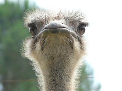 Ostrich among the most dangerous flightless birds in the world.