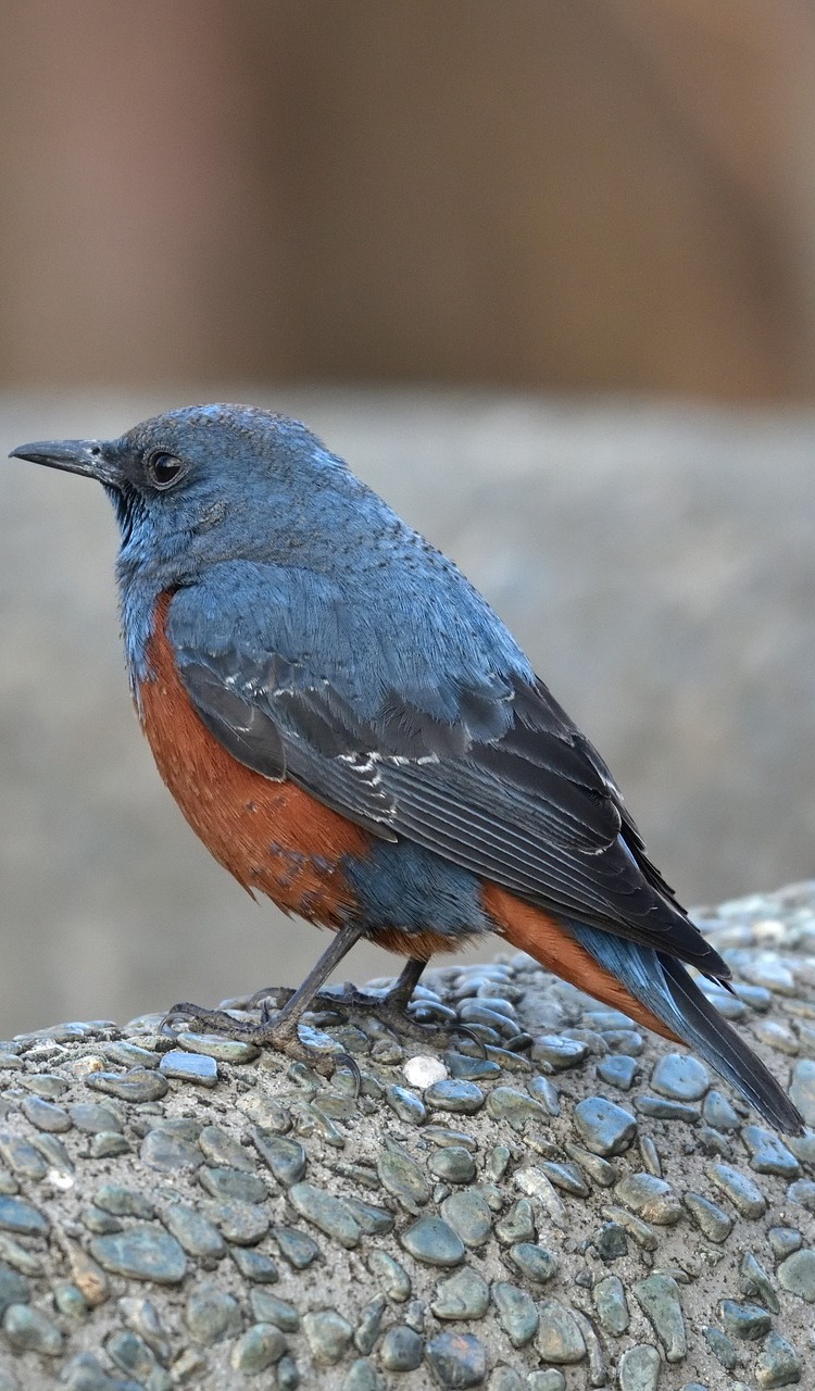 Picture of a rock thrush.