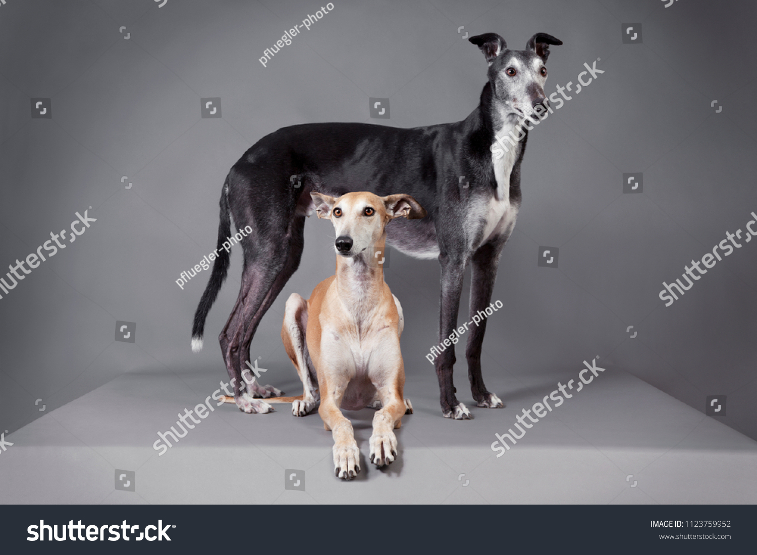 15 most dangerous dogs in the world. They are NOT child friendly