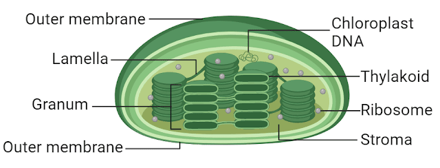 structure of plastids, origin, types and functions