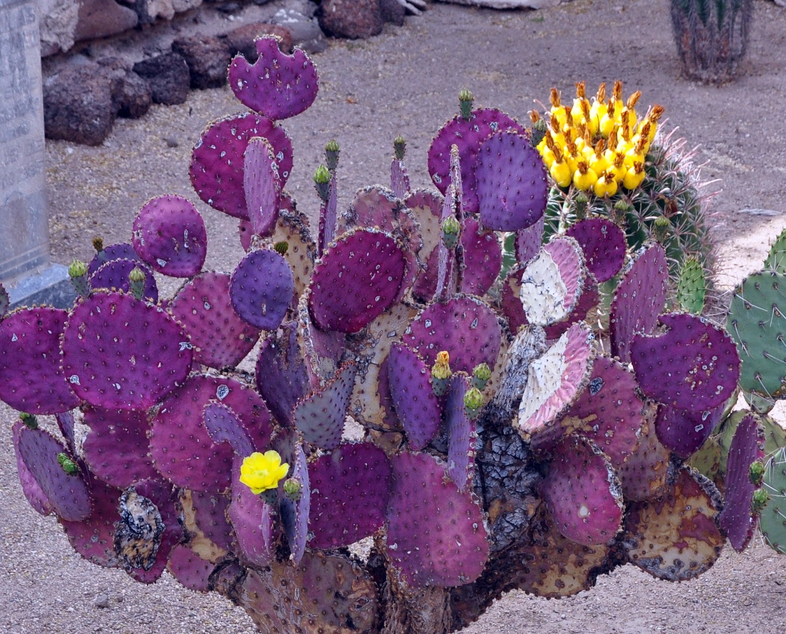 Tearoom Journal THE CHIHUAHUAN DESERT