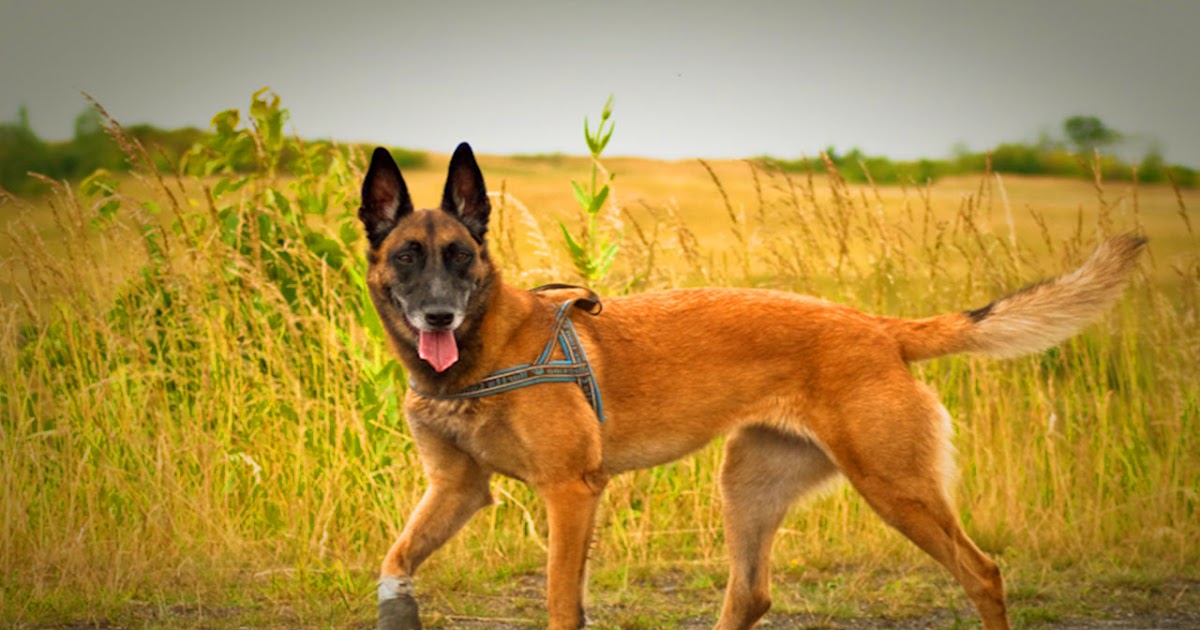 How often Do Belgian Malinois move Into heat study critical