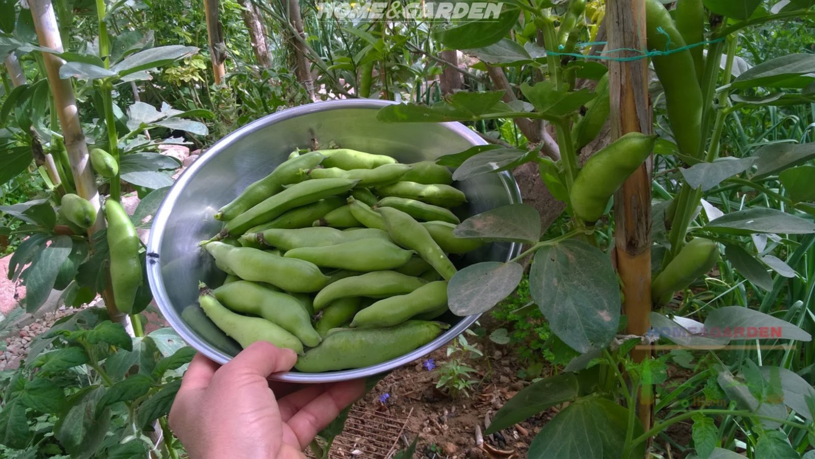 How to Grow Broad Beans in Containers