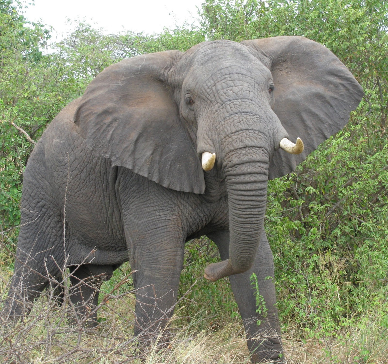 The African Elephant | Amazing Facts & Photographs | WildLife Of World