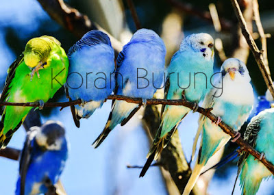 Tips Jitu Mengetahui Umur Parkit Dari Fisiknya Beternak burung parkit penuh proses usaha dan sering kali percobaan hingga sanggup ben Tips Jitu Mengetahui Umur Parkit Dari Fisiknya