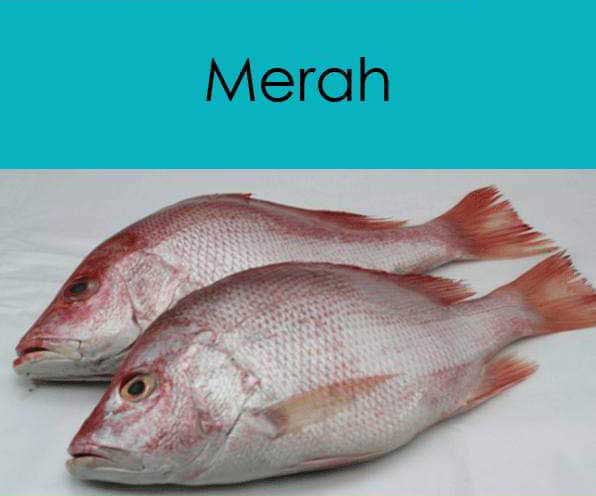 21 Jenis Ikan Yang Dijual Di Pasar Jangan Tak Kenal Pula Bila Kena Suruh Beli Nanti 21 Jenis Ikan Yang Dijual Di Pasar Jangan Tak Kenal Pula Bila Kena Suruh Beli Nanti
