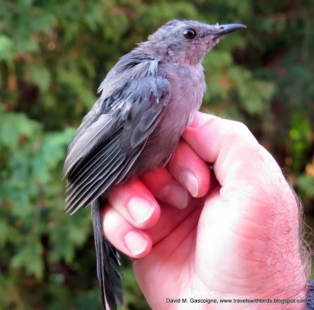 The First Weekend of Fall Bird Banding at SpruceHaven and a Visit by