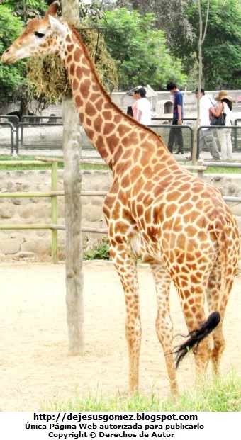 Jirafa Foto de una jirafa parada en pleno día en el Parque de Huachipa. Foto de Jirafa de Jesus Gómez