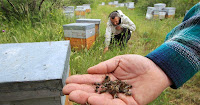 France: Appel inédit aux dons d'essaim après l'hécatombe d'abeilles dans les Pyrénées Don%2Bessaim%2Bpyerenee