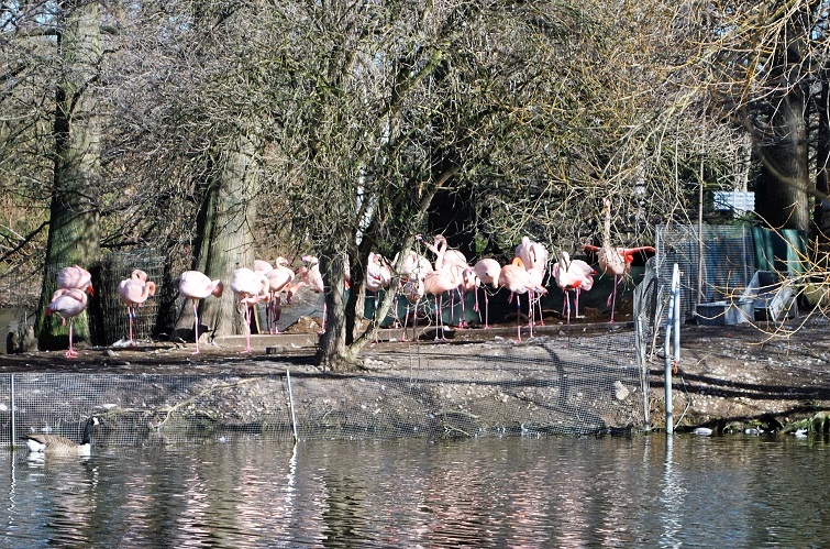 Pelikane und Flamingos im Luisenpark in Mannheim Nicht nur in Miami in Florida rosa Gefieder auch hier