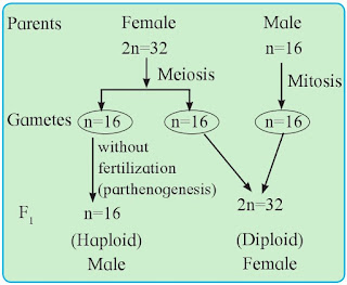 Maharashtra Board Class 12 Biology Chapter 3- Inheritance and Variation Solutions