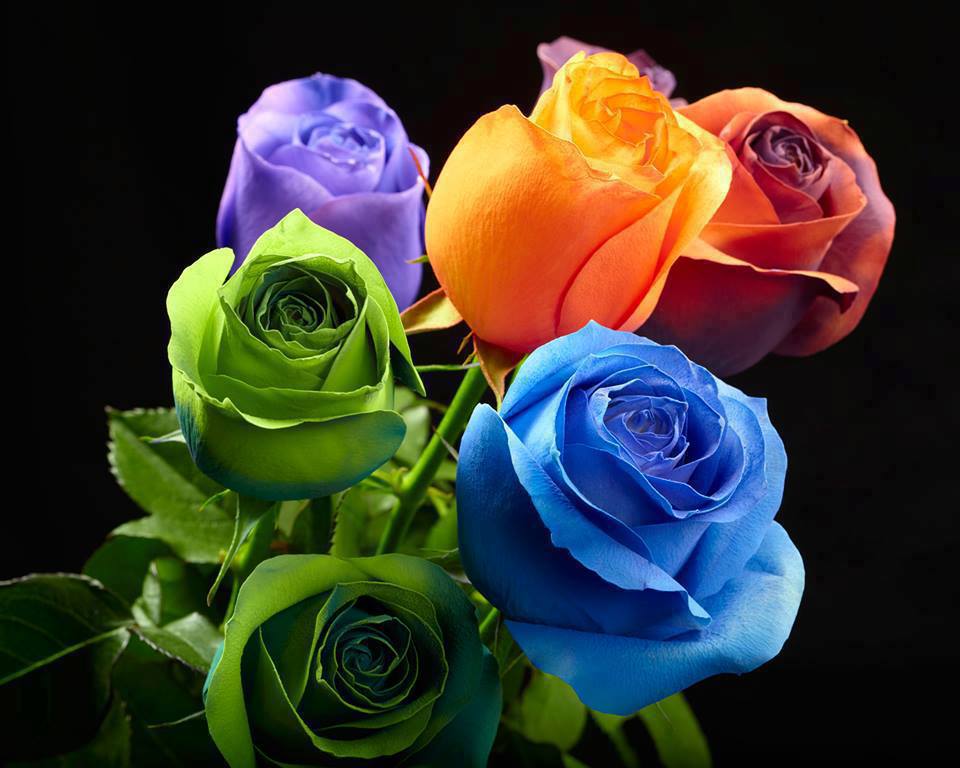Beautiful+Roses.jpg