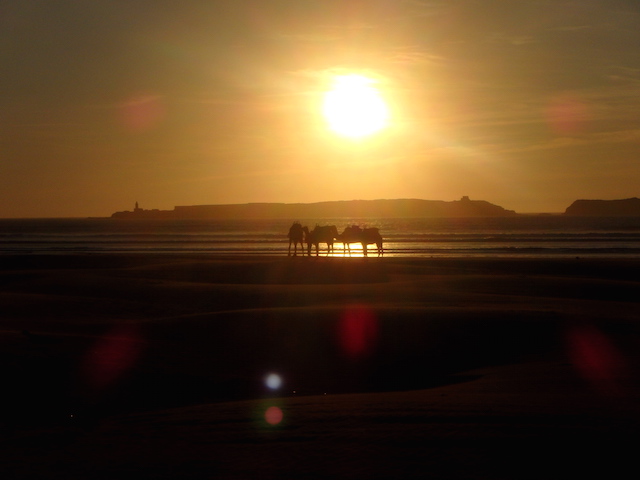 Sunset in Essaouira Morocco Camels on the beach at sunset in Essaouira, Morocco