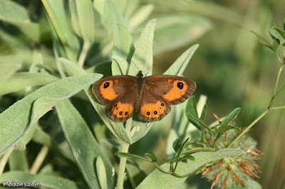 Saltabardisses cintada (Pyronia bathseba)