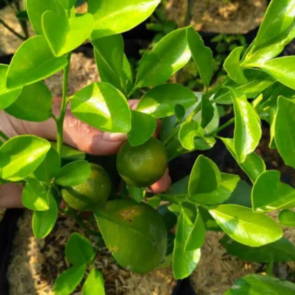 Bibit buah jeruk kasturi atau kalamansi atau kolomonde berbuah Jakarta