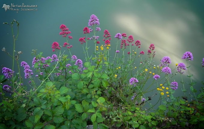 Fotos Se Utiliza Como Sedante Desde El Siglo Xix MáS